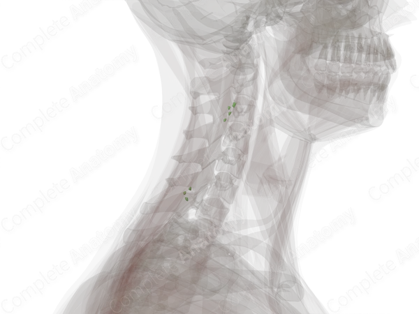 Accessory Nodes (Left)