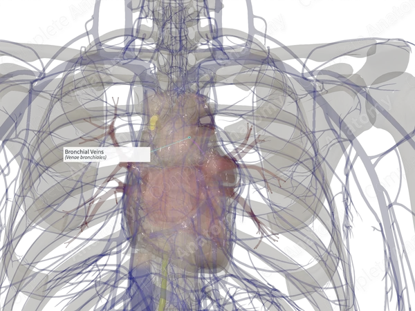 Bronchial Veins (Right)