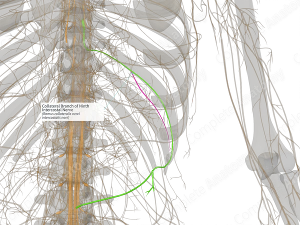 Collateral Branch of Ninth Intercostal Nerve (Left)