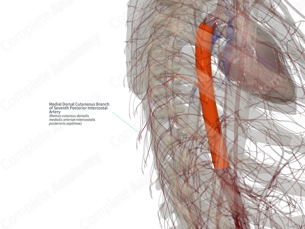 Medial Dorsal Cutaneous Branch of Seventh Posterior Intercostal Artery (Right)
