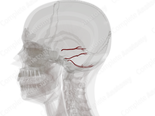 Arteries of Cerebellum