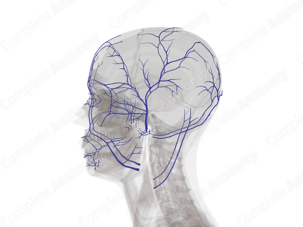 Veins of Face & Scalp