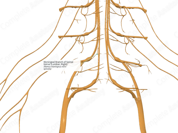 Meningeal Branch of Spinal Nerve (Lumbar; Right)