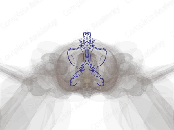 Veins of Male Genital System