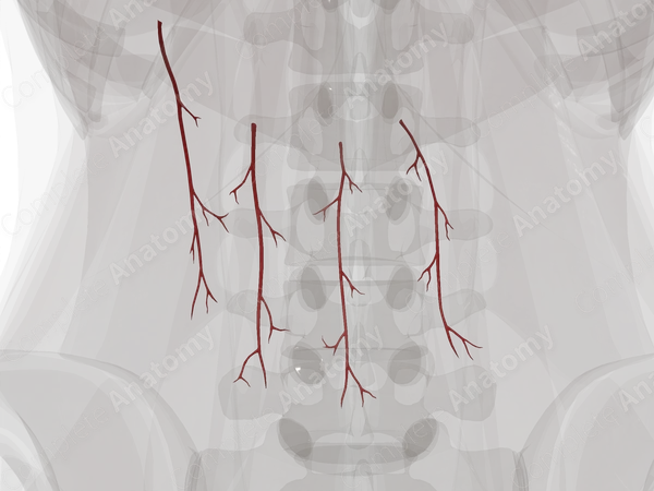 Arteries of Greater Omentum