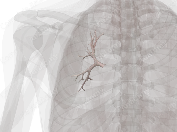 Bronchi of Superior Lobe of Left Lung