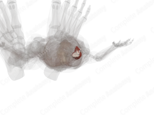 Biceps Femoris Muscle (Left)