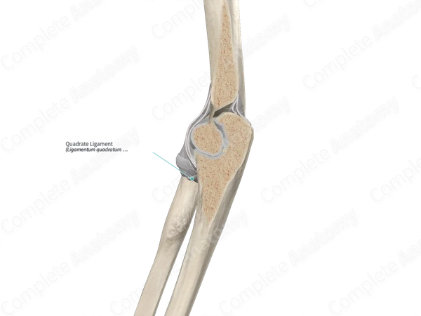 Quadrate Ligament 
