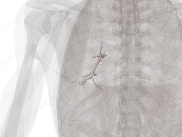 Bronchi of Inferior Lobe of Left Lung