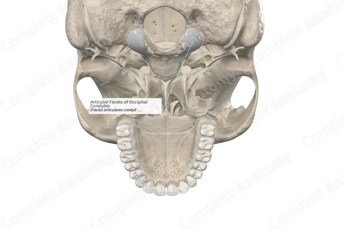 Articular Facets of Occipital Condyles