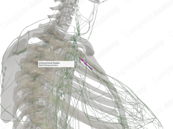 Interpectoral Nodes (Left)