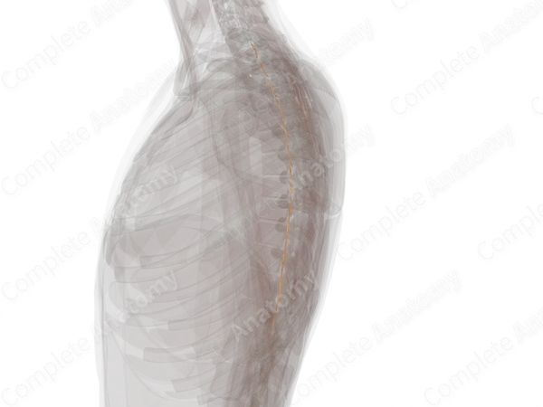 Anterior Roots of Thoracic Nerves (Left)