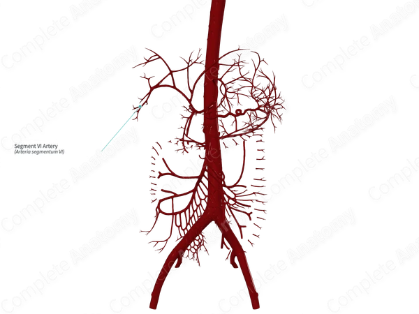 Segment VI Artery