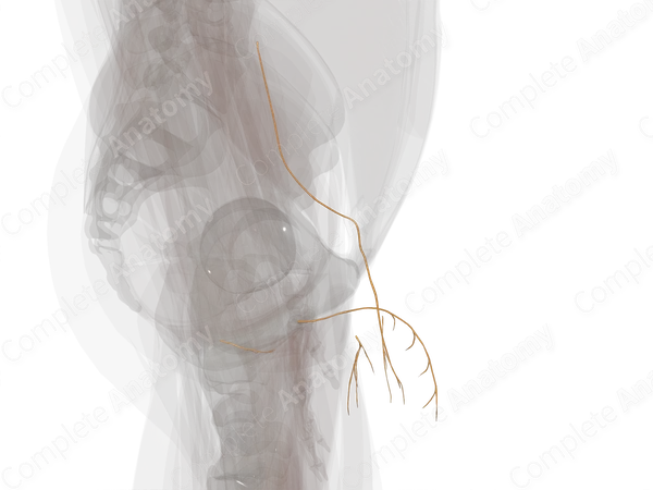 Nerves of Male Genital System (Left)