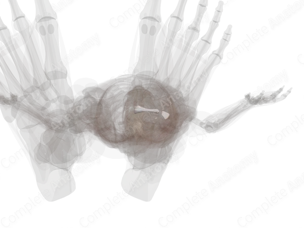 Cuboideonavicular Joint (Left)