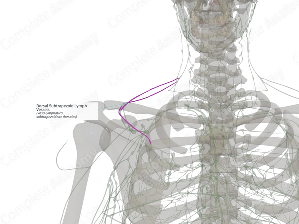 Dorsal Subtrapezoid Lymph Vessels (Right)