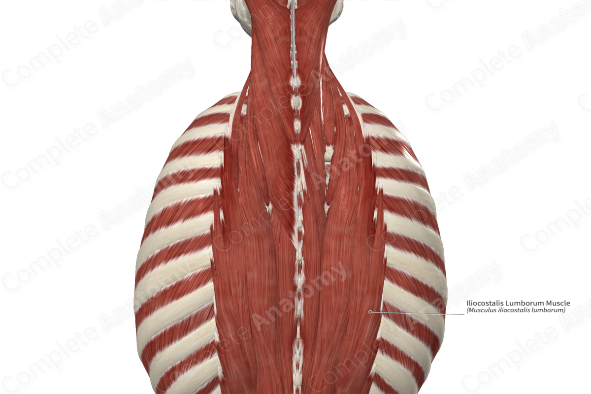 Iliocostalis Lumborum Muscle 