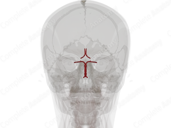 Cerebral Arterial Circle