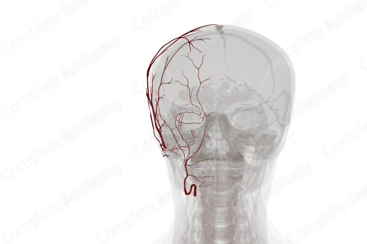 Arteries of Face & Scalp (Left)