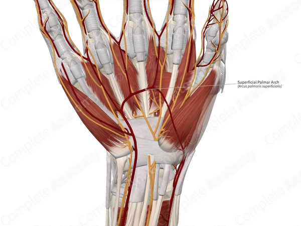 Superficial Palmar Arch