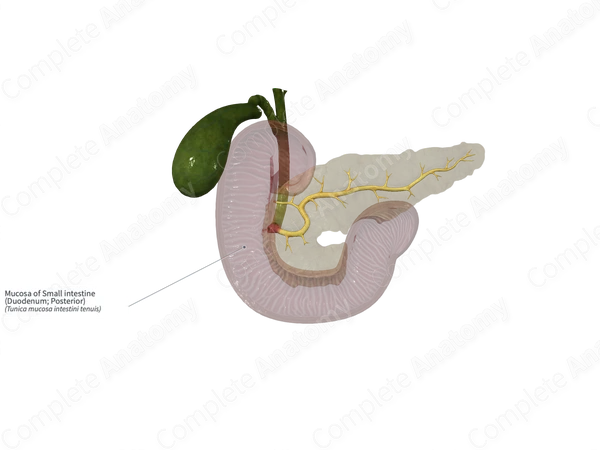 Mucosa of Small intestine (Duodenum; Posterior)