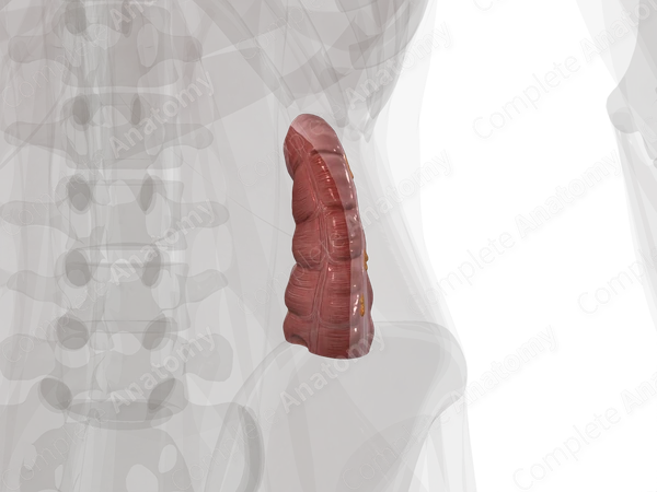 Ascending Colon