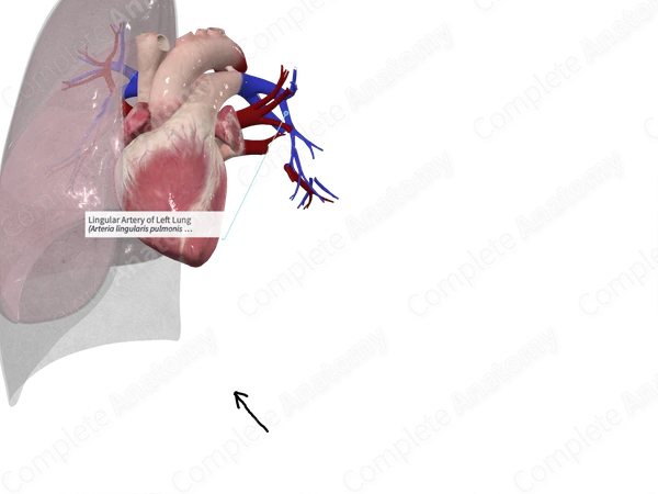 Lingular Artery of Left Lung