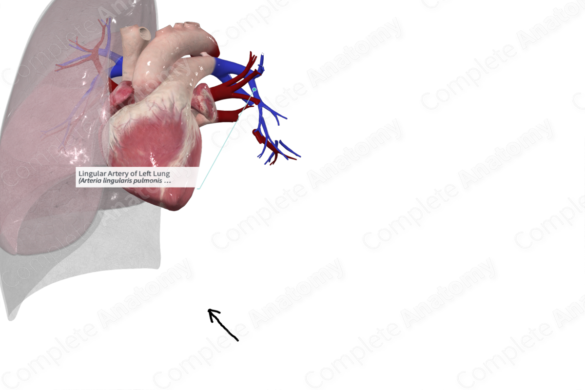 Lingular Artery of Left Lung