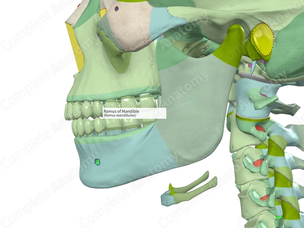 Ramus of Mandible (Left)