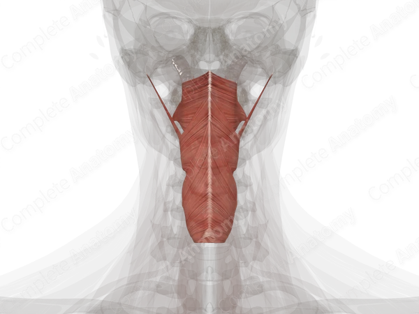 Pharyngeal Muscles