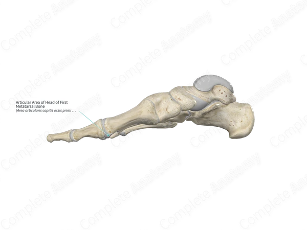 Articular Area of Head of First Metatarsal Bone 