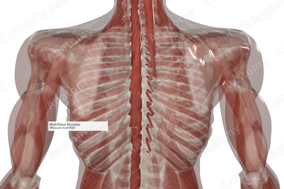 Multifidus Muscles 