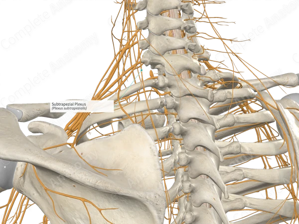 Subtrapezial Plexus