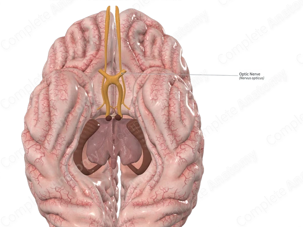 Optic Nerve