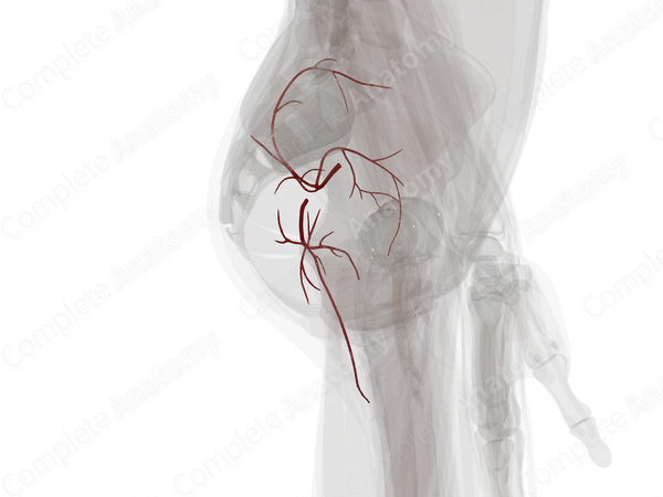 Arteries of Gluteal Region (Left)