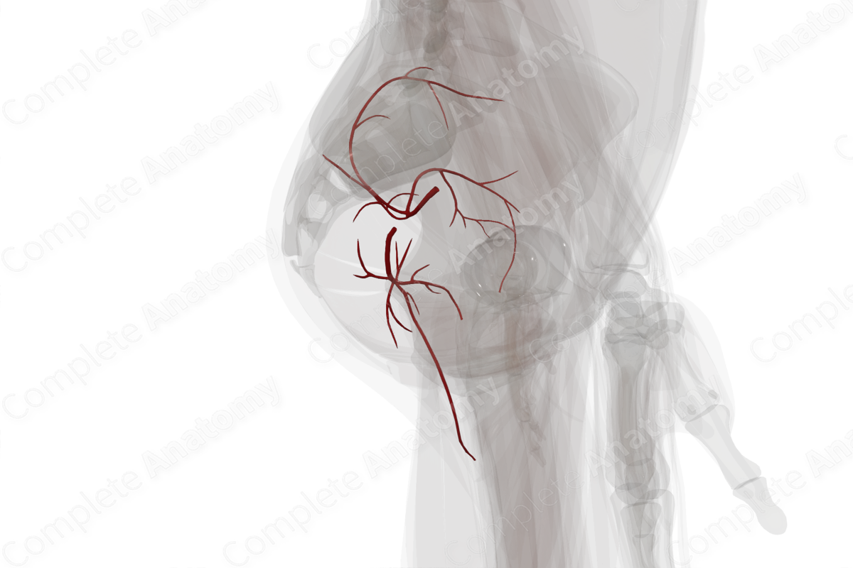 Arteries of Gluteal Region (Left)