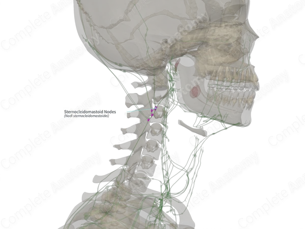 Sternocleidomastoid Nodes (Left)