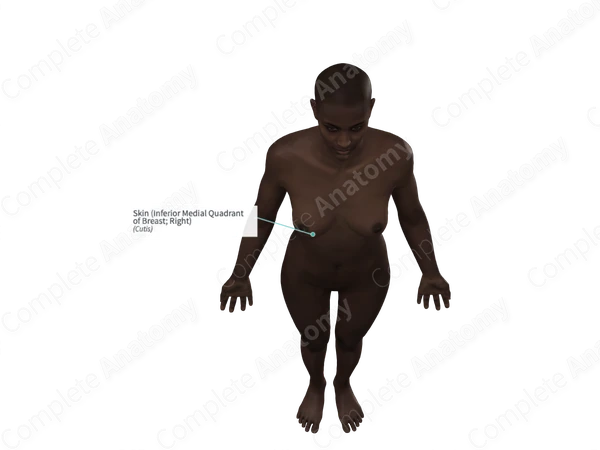 Skin (Inferior Medial Quadrant of Breast; Right)