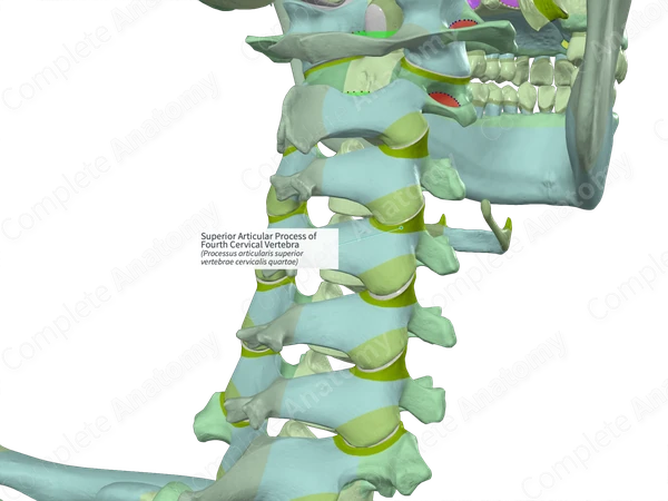 Superior Articular Process of Fourth Cervical Vertebra (Right)