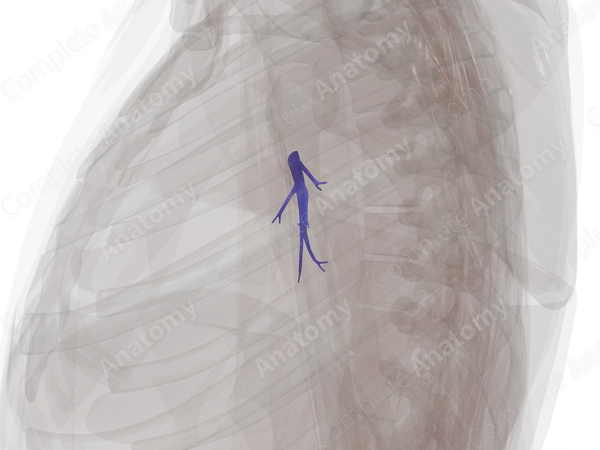 Pulmonary Arteries of Inferior Lobe of Right Lung