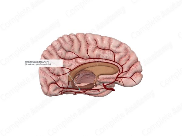 Medial Occipital Artery