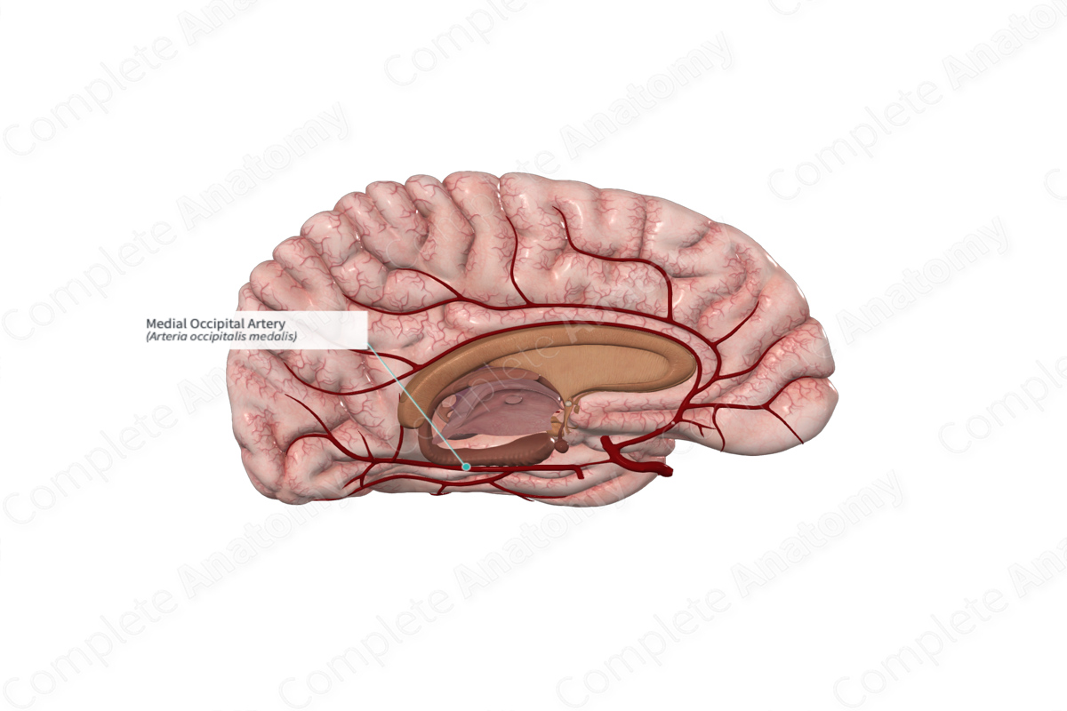 Medial Occipital Artery 