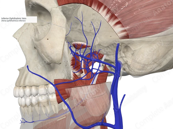 Inferior Ophthalmic Vein