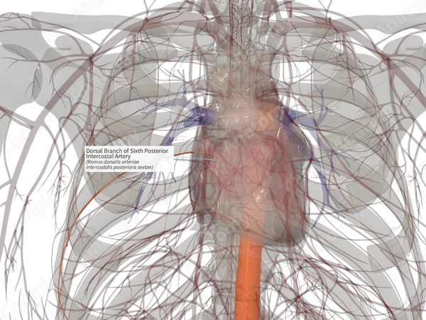 Dorsal Branch of Sixth Posterior Intercostal Artery (Right)