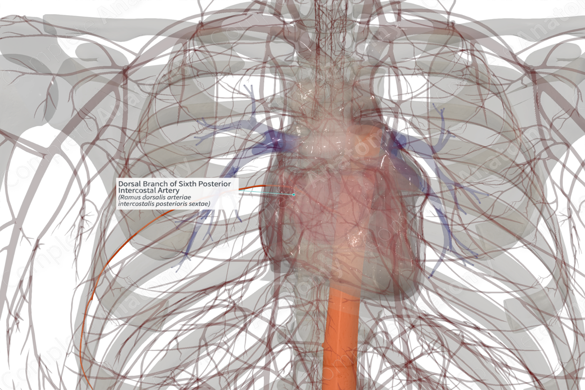 Dorsal Branch of Sixth Posterior Intercostal Artery (Right)