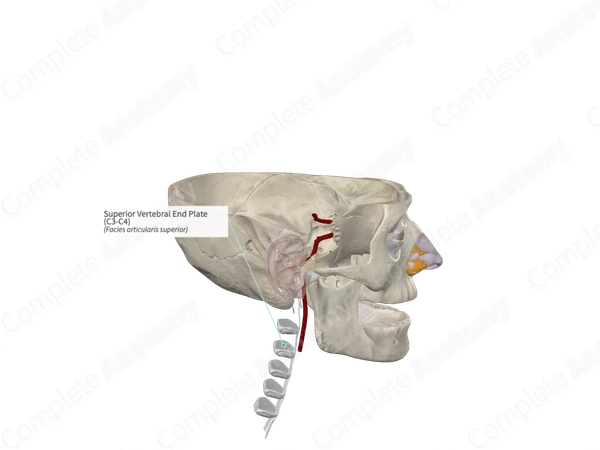 Superior Vertebral End Plate (C3-C4)