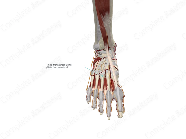 Third Metatarsal Bone 