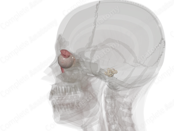 Sense Organs