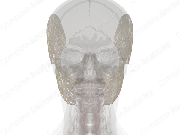 Superficial Fascia of Head