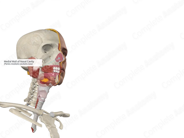 Medial Wall of Nasal Cavity